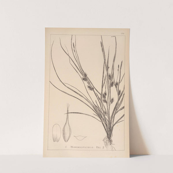 Herbier de la flore française Pl.1311 by Louis Antoine Cusin