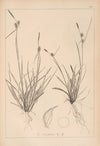 Herbier de la flore française Pl.1312