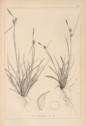 Herbier de la flore française Pl.1312