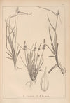 Herbier de la flore française Pl.1313