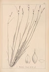 Herbier de la flore française Pl.1315
