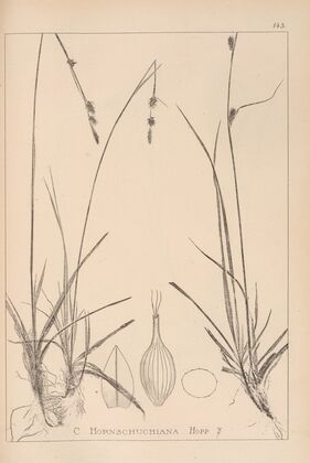 Herbier de la flore française Pl.1316