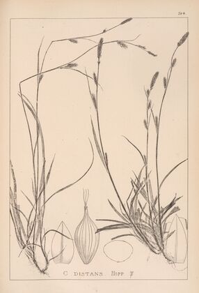 Herbier de la flore française Pl.1317