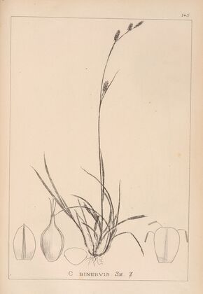 Herbier de la flore française Pl.1318