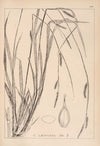 Herbier de la flore française Pl.1321