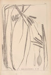 Herbier de la flore française Pl.1322