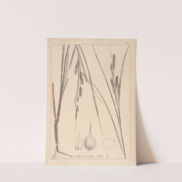 Herbier de la flore française Pl.1323 by Louis Antoine Cusin