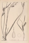 Herbier de la flore française Pl.1324