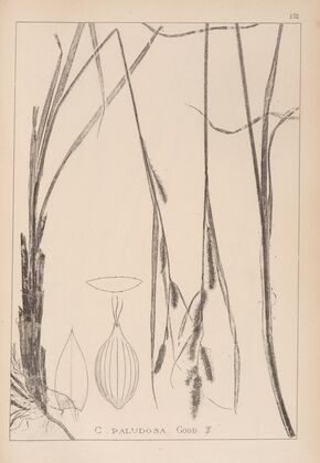 Herbier de la flore française Pl.1325