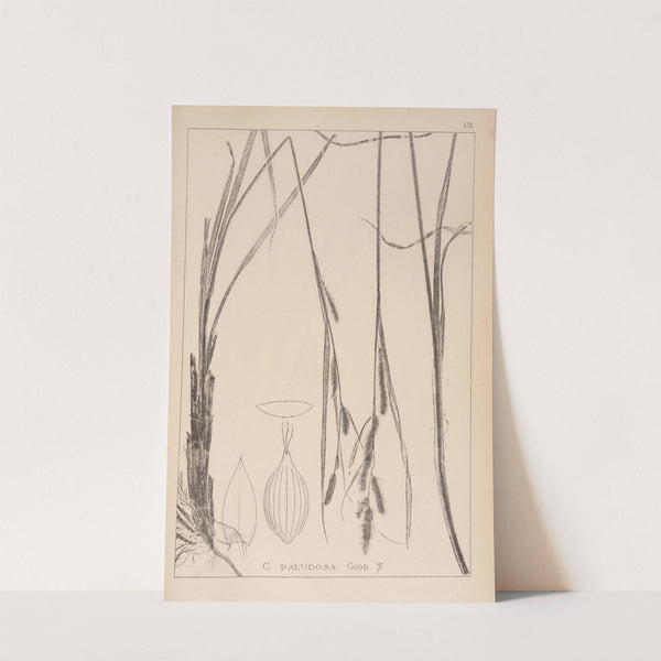 Herbier de la flore française Pl.1325 by Louis Antoine Cusin