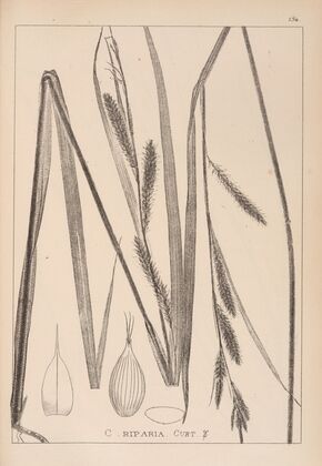 Herbier de la flore française Pl.1327