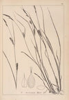 Herbier de la flore française Pl.1328