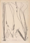 Herbier de la flore française Pl.1329