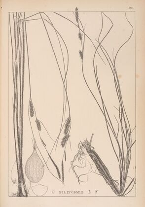 Herbier de la flore française Pl.1329
