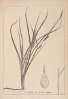 Herbier de la flore française Pl.1331
