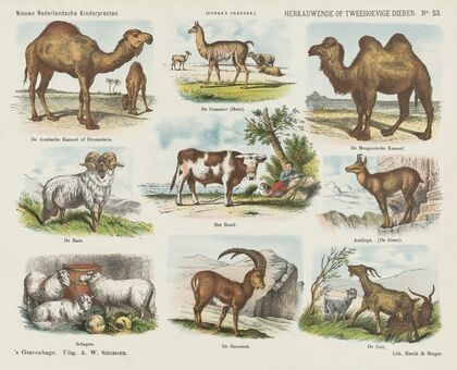 Herkauwende of tweehoevige dieren (1875-1919)