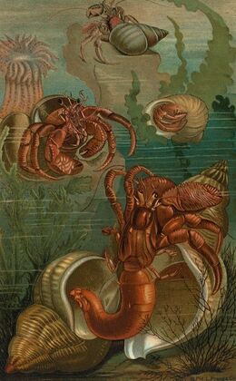 Hermit-Crabs.