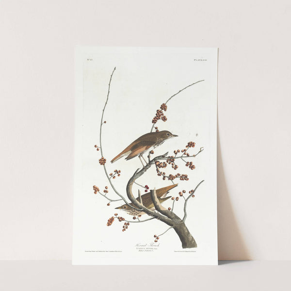 Hermit thrush by John James Audubon