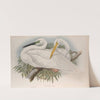 Herodias alba. Great White Egret, or White Heron. (1862-1873) by John Gould