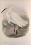 Herodias garzetta. Little Egret. (1862-1873)