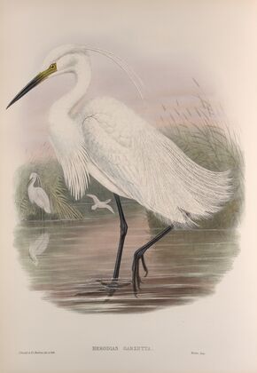 Herodias garzetta. Little Egret. (1862-1873)