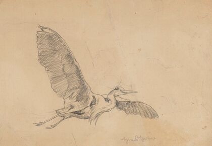 Heron in Flight (1880 - 1900)