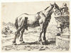 Hest ved en brønd