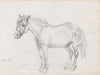 Hest, Velo (1872)