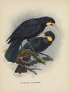 Heteralocha acutirostris