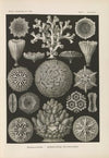 Hexacoralla. – Sechsstrahlige Sternkorallen
