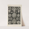 Hexacoralla. - Sechsstrahlige Sternkorallen by Ernst Haeckel