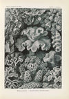 Hexacoralla. – Sechsstrahlige Sternkorallen