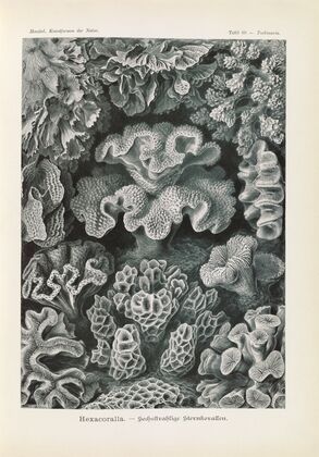 Hexacoralla. – Sechsstrahlige Sternkorallen