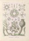 Hexactinellae. – GlasschwÃ¤mme