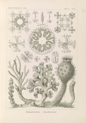Hexactinellae. – GlasschwÃ¤mme