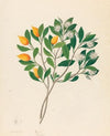 Hexand. Mono. [Mimusops obovata]
