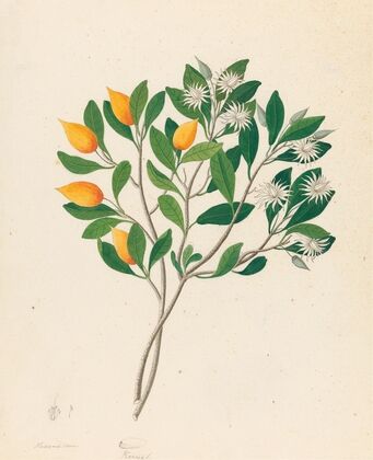 Hexand. Mono. [Mimusops obovata]