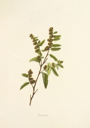 Hialoa (1885)