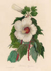 Hibiscus Aquaticus (1818-1824)