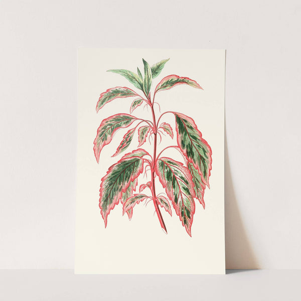 Hibiscus Cooperi by Edward Joseph Lowe