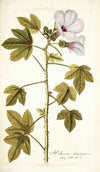 Hibiscus domingensis
