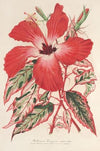 Hibiscus (et mieux Ibiscus) Cooperi