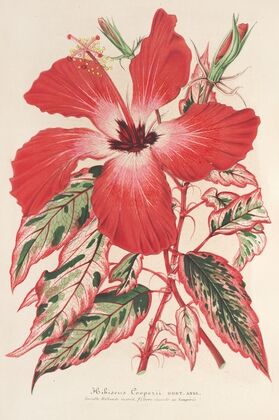 Hibiscus (et mieux Ibiscus) Cooperi