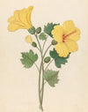 Hibiscus [Hibiscus calyphyllus]