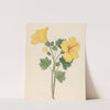 Hibiscus [Hibiscus calyphyllus] by Clemenz Heinrich Wehdemann