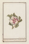 Hibiscus (Hibiscus syriacus)