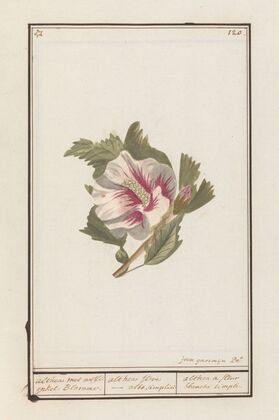 Hibiscus (Hibiscus syriacus)