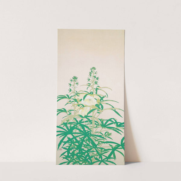 Hibiscus Manihot by Tsuchida Bakusen