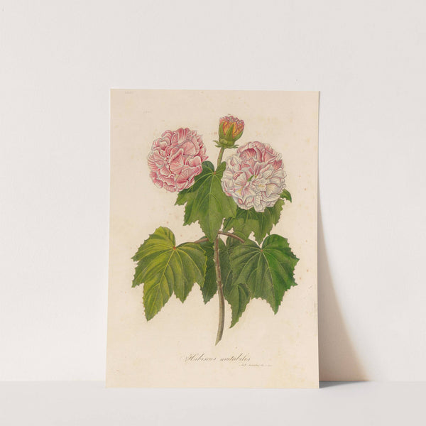 Hibiscus mutabilis (1818-1824) by Gaetano Savi