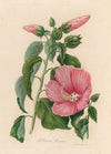 Hibiscus Roseus (1818-1824)